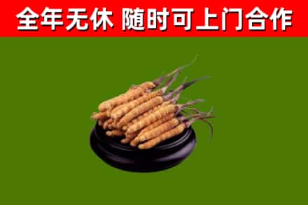 伊通烟酒回收冬虫夏草.jpg