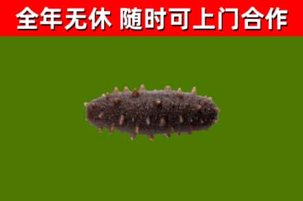 伊通烟酒回收干海参.jpg